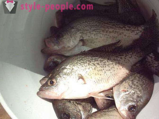 Fiskeri i Bratsk hvilke fisk er fanget, sted fisk