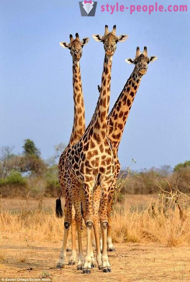 I Zambia den Tre-ledet giraf ramte skud