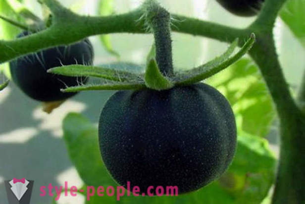 Usædvanlige kvalitet sort tomater