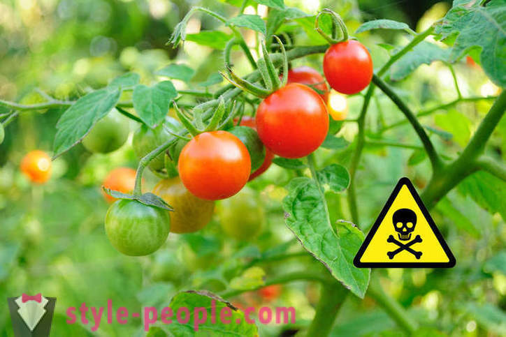 Dette er skadeligt at spise tomater?