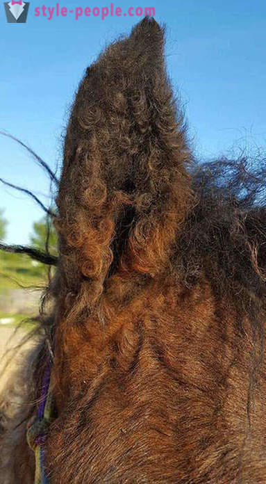 Curly Horse - et sandt mirakel af naturen