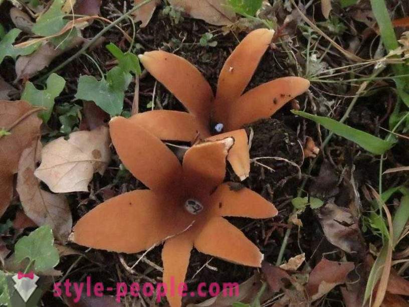Den mærkeligste champignon i verden, der forstår at fløjte