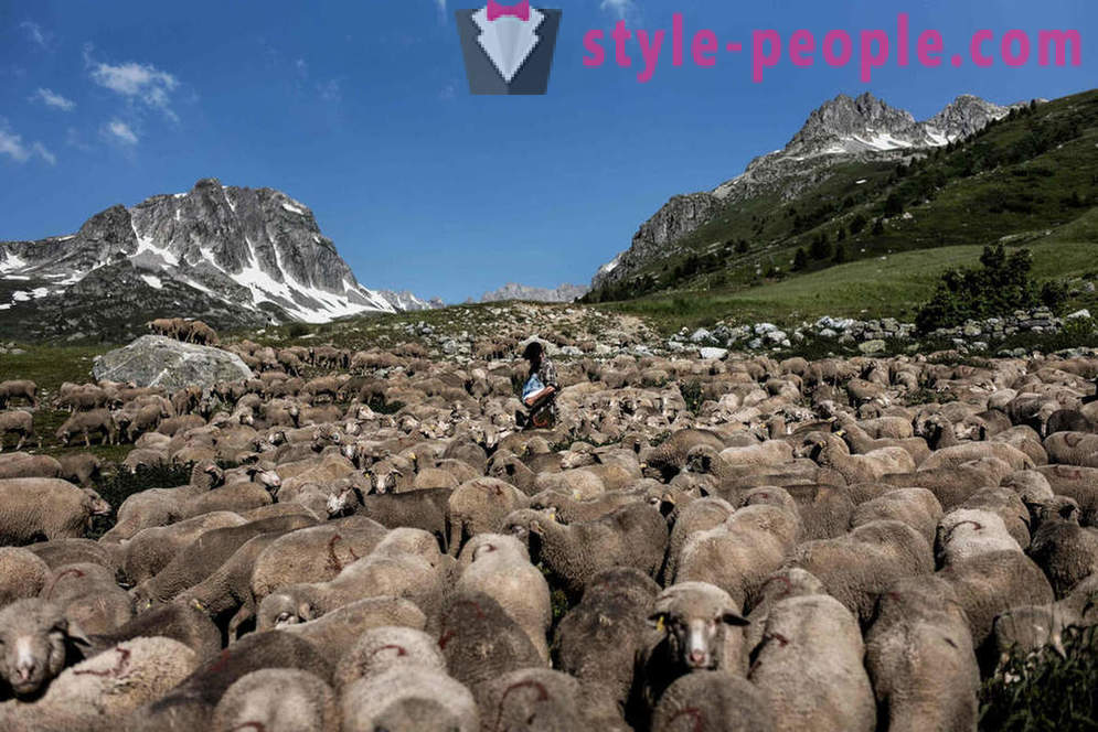 Levetiden for hyrden i Alperne