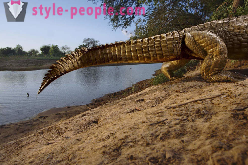 Bedste billeder af dyrelivet fra National Geographic