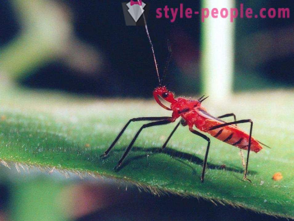 De farligste insekter på planeten