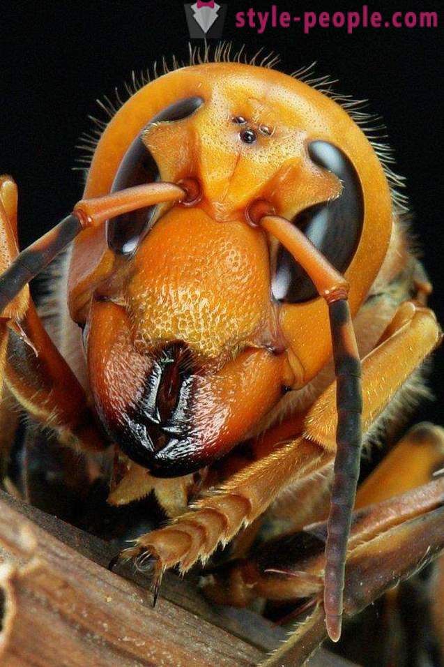 De farligste insekter på planeten