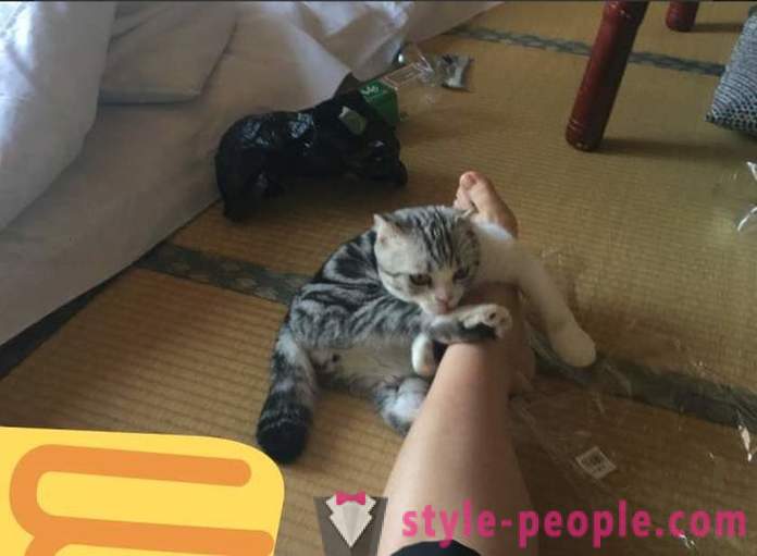 Japansk hotel, hvor du kan tage en kat til leje