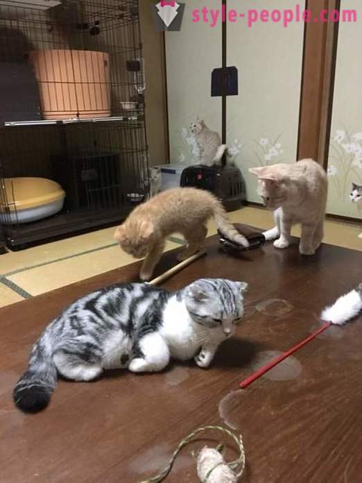 Japansk hotel, hvor du kan tage en kat til leje