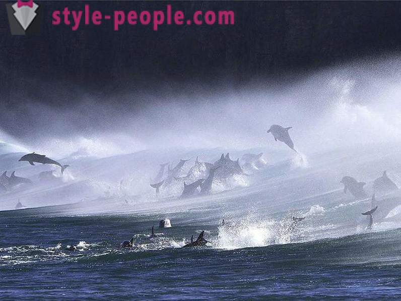 Forbløffende om delfiner