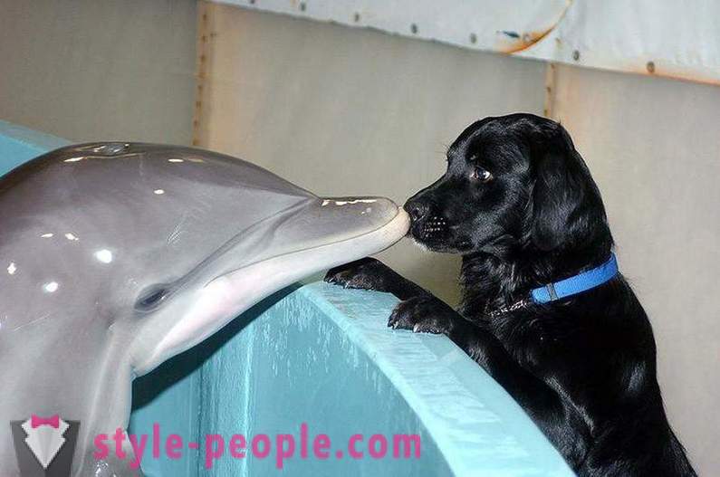 Forbløffende om delfiner