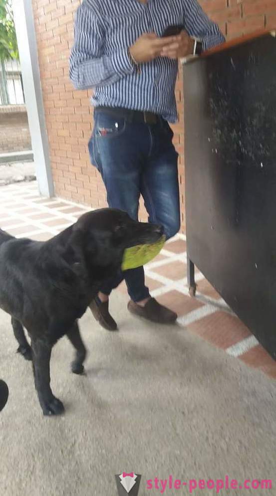 Hunden har lært at købe mad til sin egen valuta