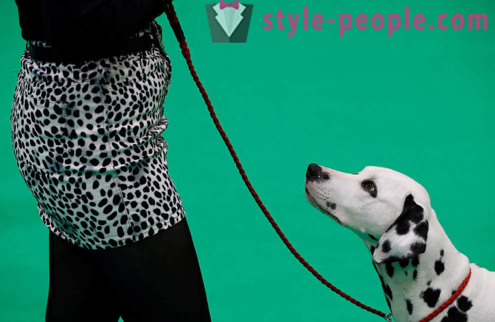 Crufts Dog Show 2018: hvordan var Europas største hundeudstilling