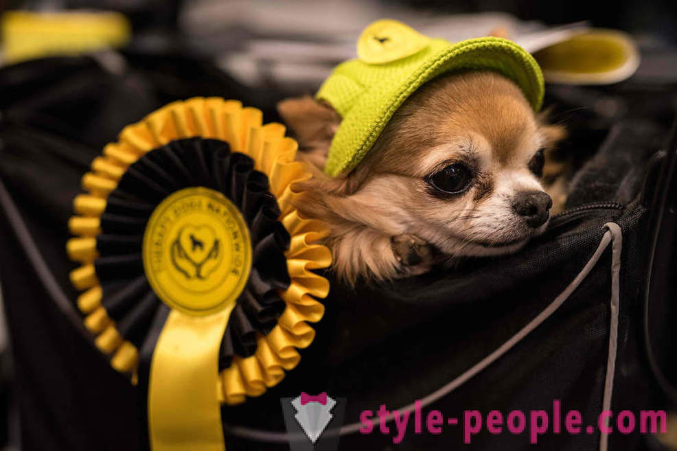 Crufts Dog Show 2018: hvordan var Europas største hundeudstilling