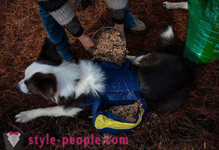 Hunde bidrage til at genoprette de chilenske skove