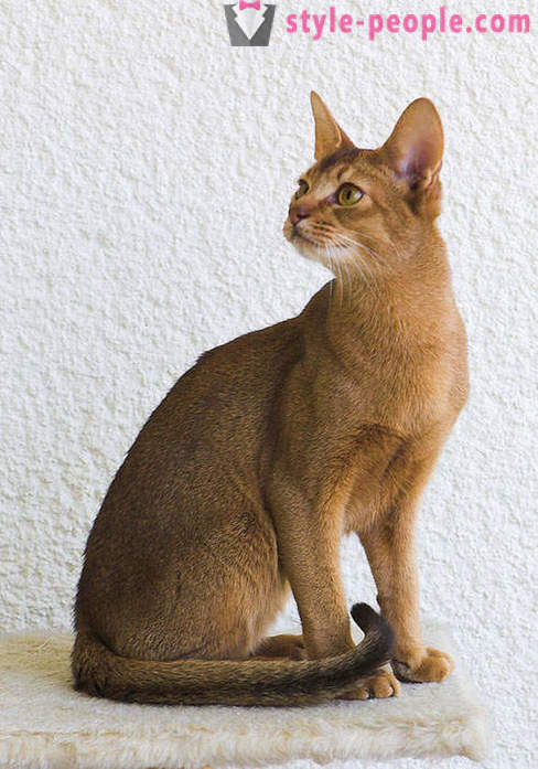 Afspilning af Dr. Moreau: Karaketov - den dyreste og sjældneste race af katte