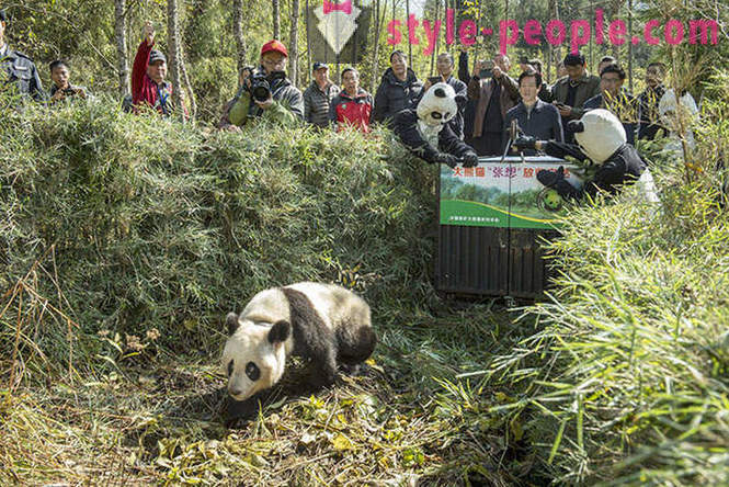 Hvordan at vokse kæmpepandaer i Sichuan