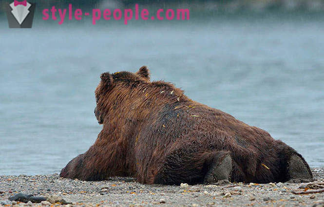Kamchatka bjørne