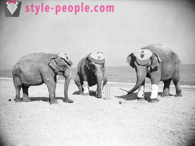 Usædvanlige vintage fotos af dyr