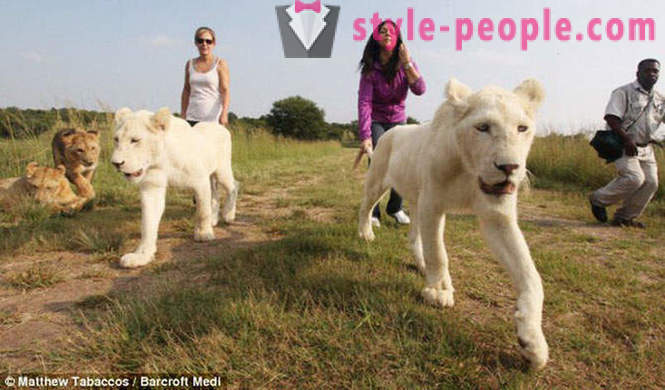 En gåtur i selskab med hvide løver