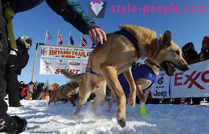 Sled Dog Race 2012 Iditarod