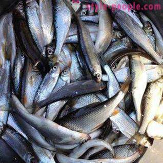 Fiskeri på Pakhra: fotos og anmeldelser. fiskepladser