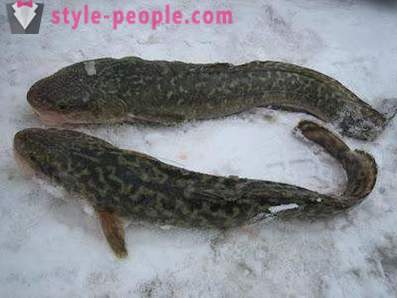 Ferskvandskvabbe fiskeri om vinteren på zherlitsy. Catching ferskvandskvabbe vinteren trolling