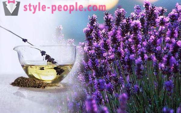 Lavendel olie: ejendomme, applikationer, anmeldelser. Lavendel olie til håret