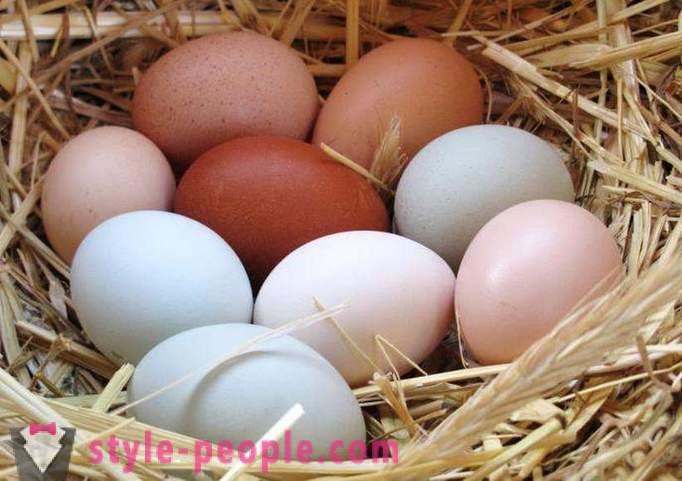 Egg kost: beskrivelsen, fordele og ulemper